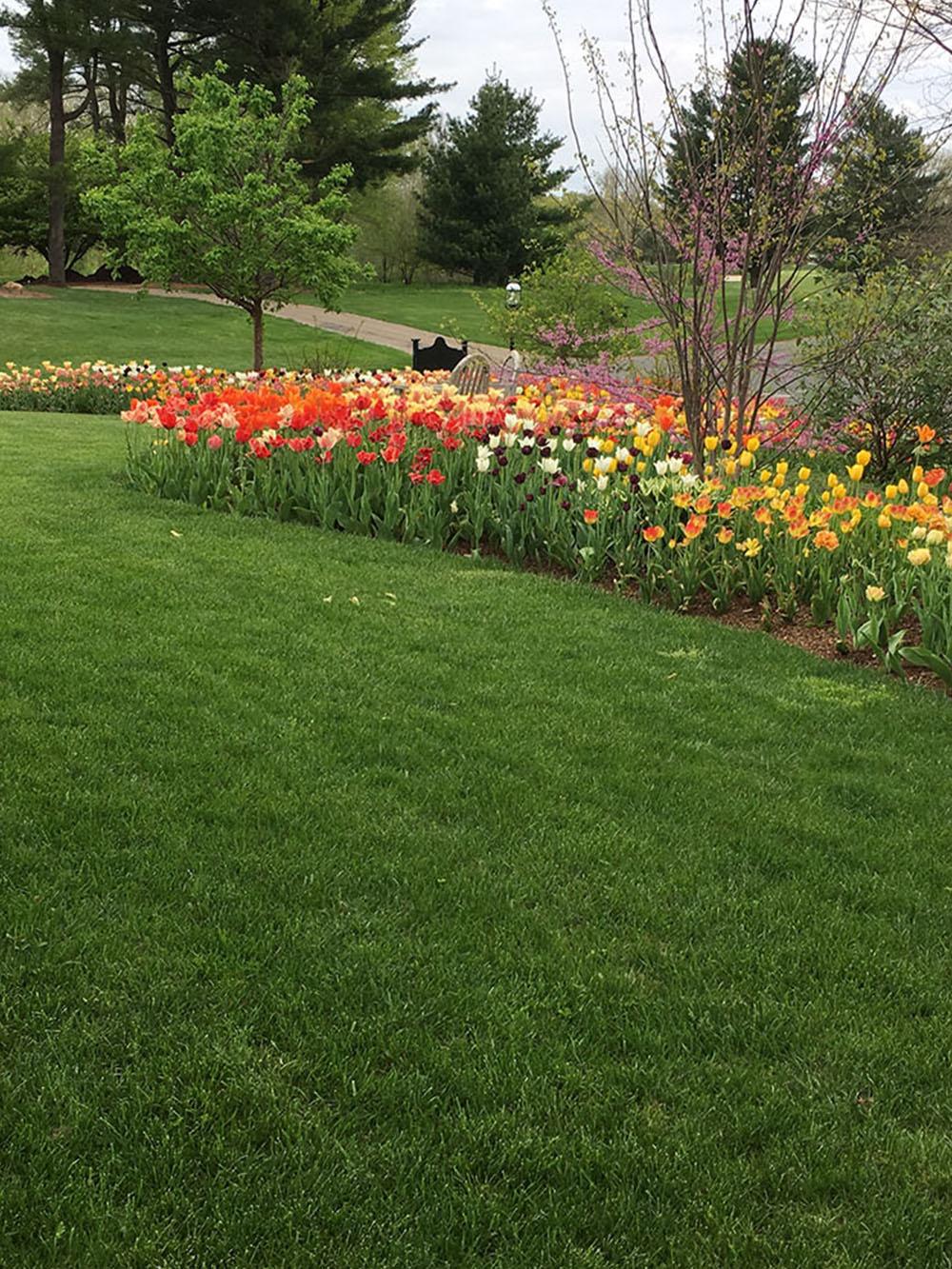 Dixie Green Tall Fescue Blend